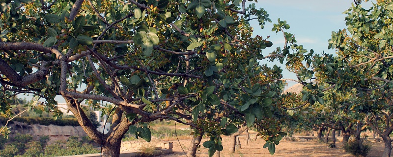 Good pistachio climate